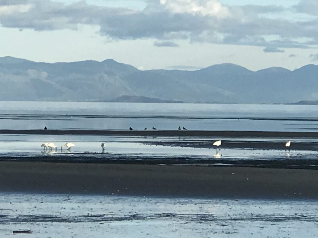 inner beach farewell spit swans