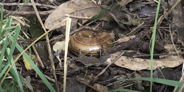 powelliphanta shell