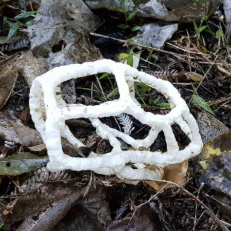 basket fungus