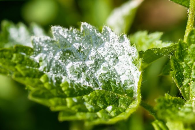 mildew on leaf